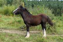 Ogierek gypsy/tinker/irish cob 6 miesięcy po championie