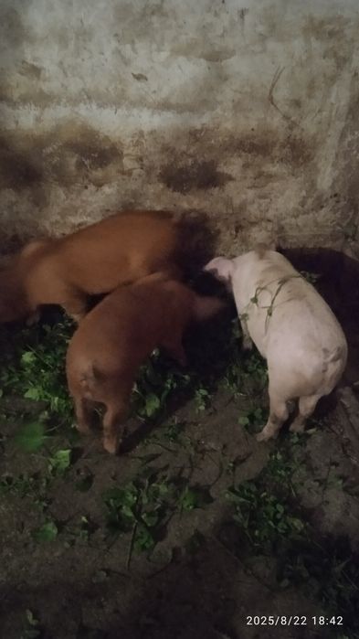 Продам поросят дюрок ландрас