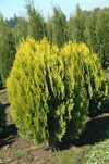 Zywotnik wschodni aurea nana platycladus 12 lat donica 30 l okazja