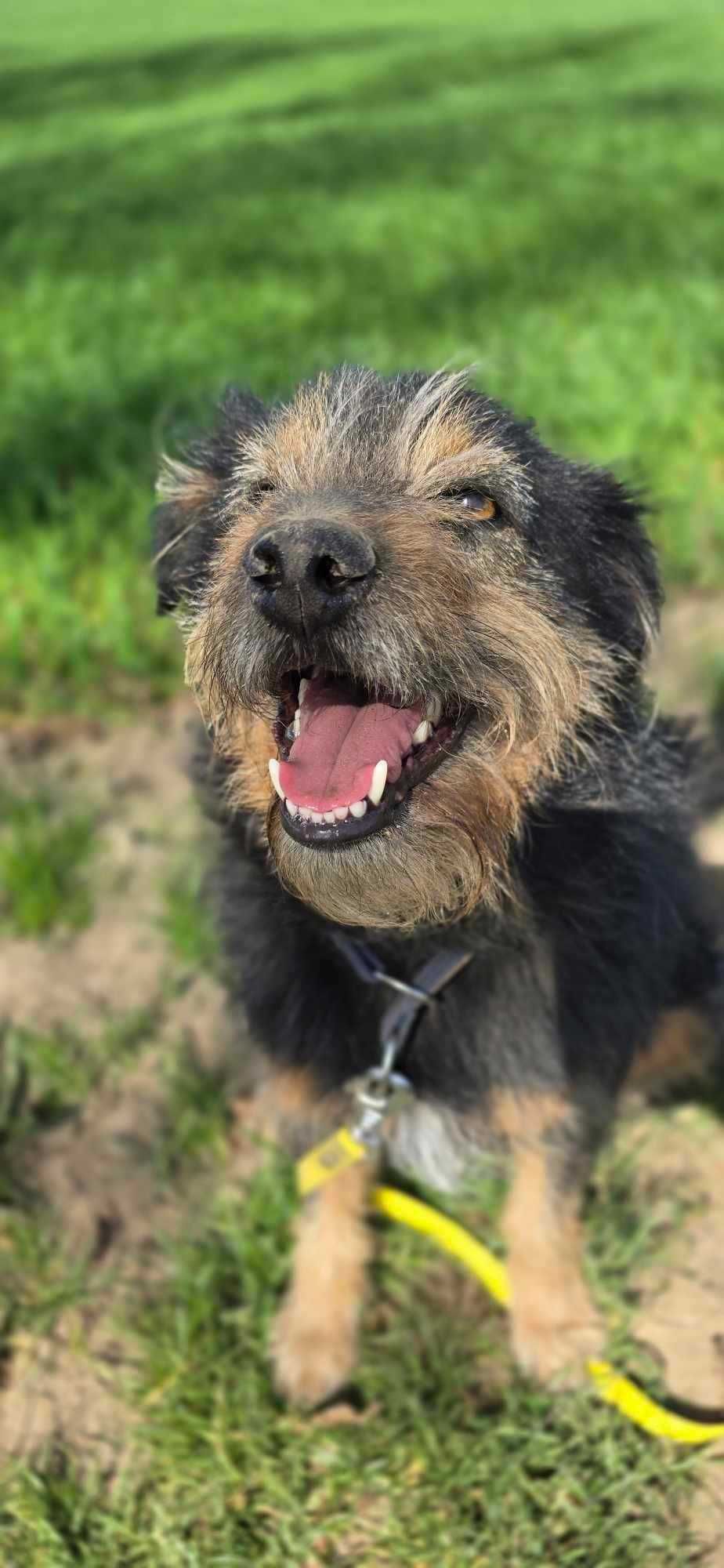 Terierkowaty Jerry do adopcji