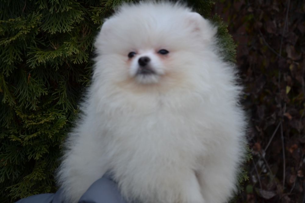 Жемчужина! Есть доставка!