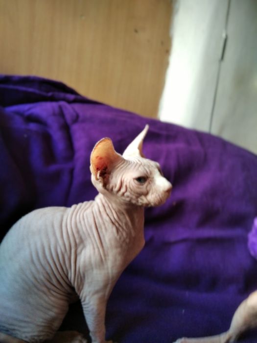 Канадский сфинкс