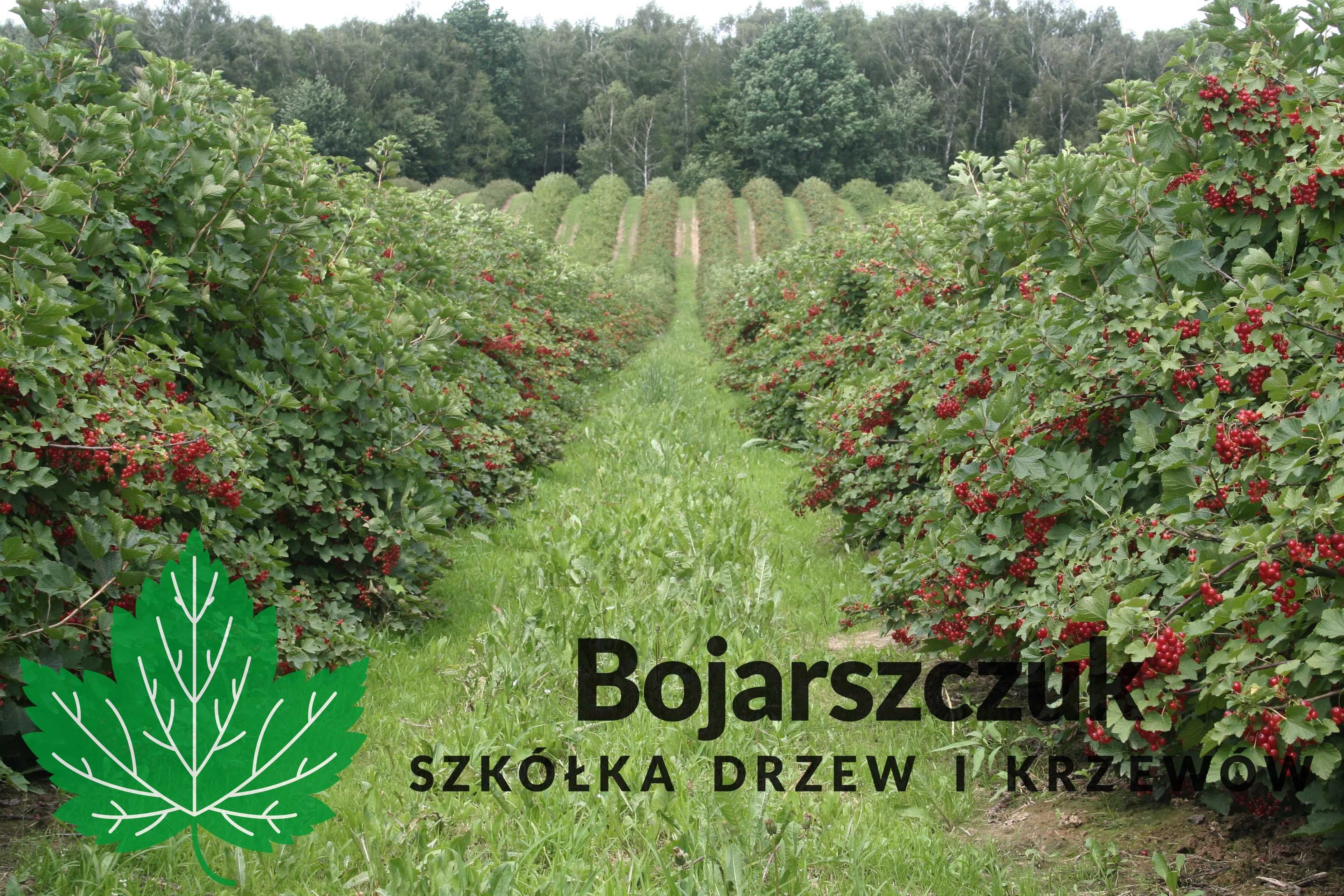Sadzonki porzeczki czerwonej JONKER DETVAN LOSAN ROLAN ROVADA 2025