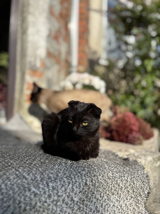 Кошенята дівчатка в добрі руки