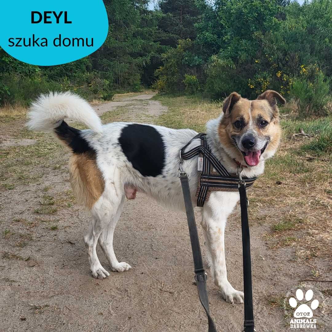 Deyl szuka domu!