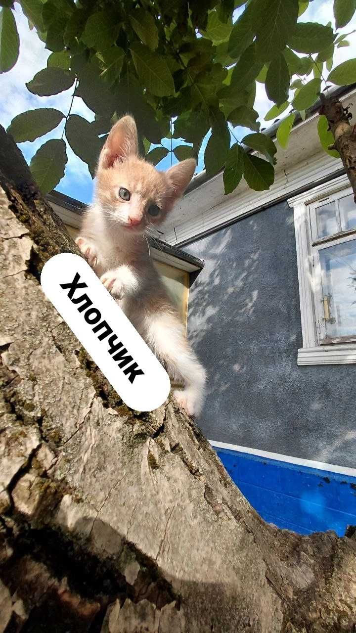 Подарую кошенят.