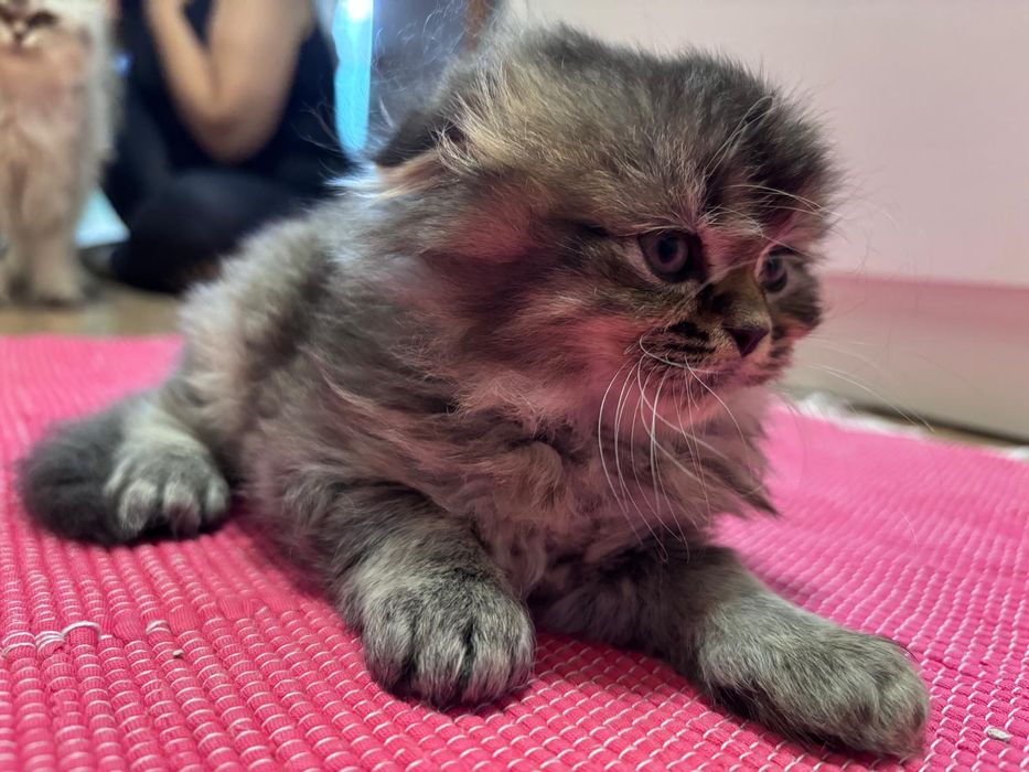 Scottish Highland fold