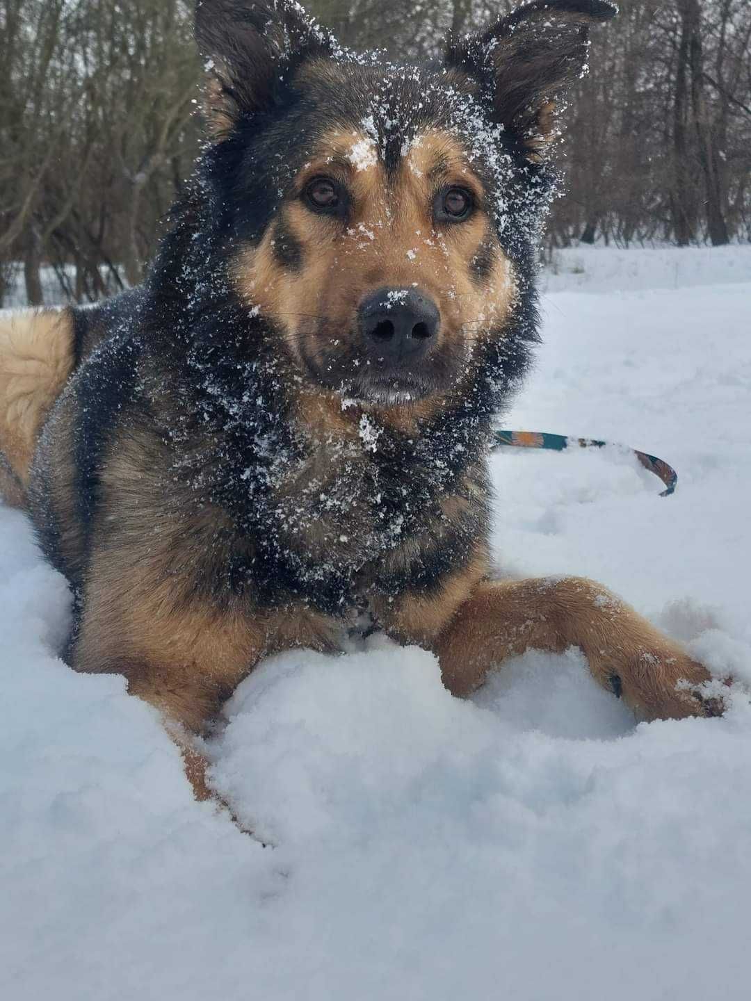 Świetny pies, mix husky i ON