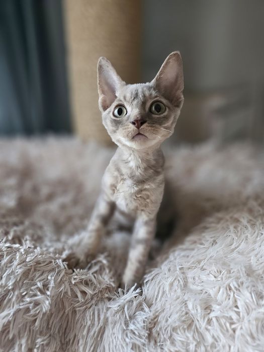 Liliowy kocurek Devon Rex