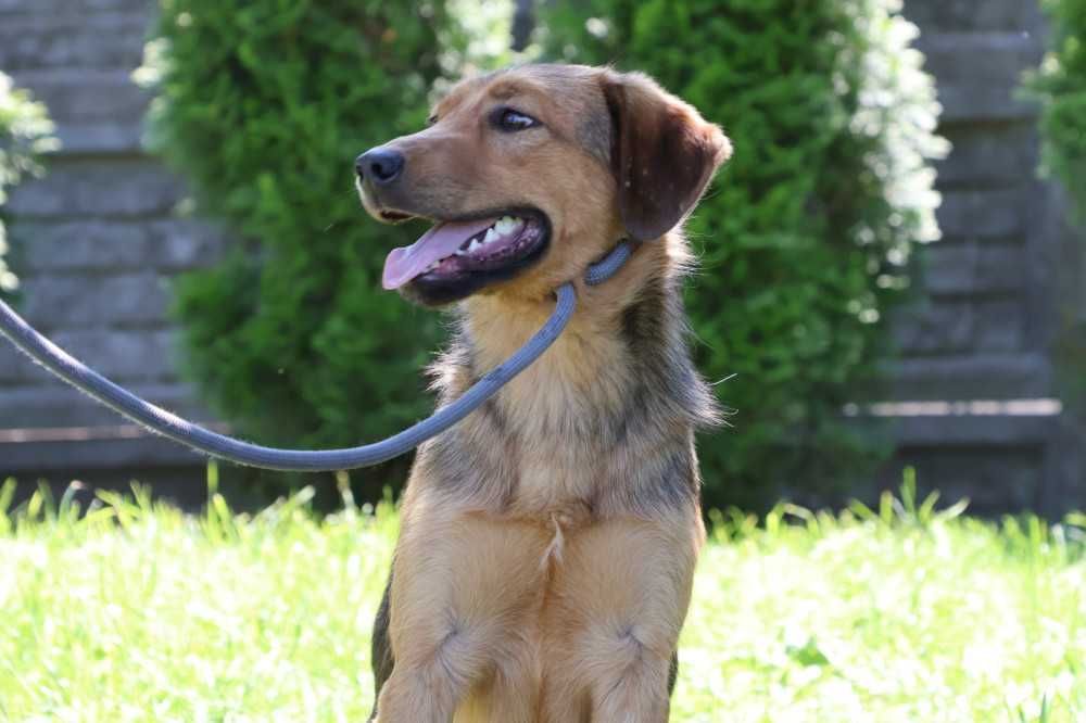 Pilne!!Fredi ok.1,5 r. bardzo spragniony opiekuna do adopcji Bełchatów