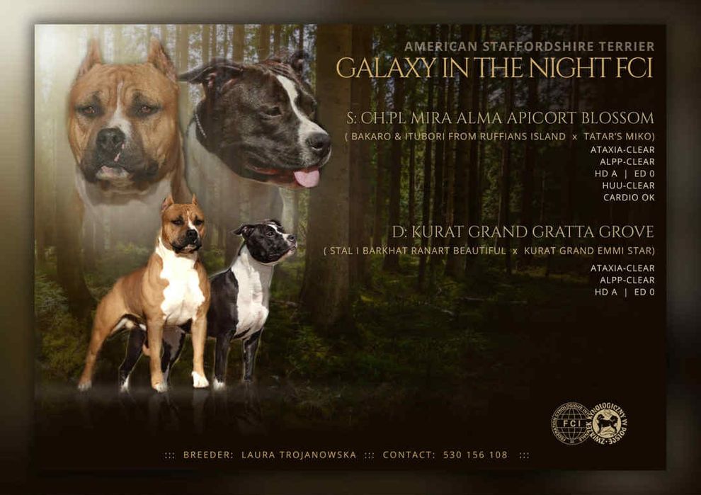 American staffordshire terrier FCI