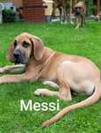 Dog Niemiecki  szczenięta