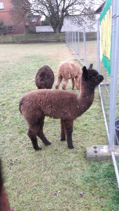 Alpaki , młode samce i samiczki .