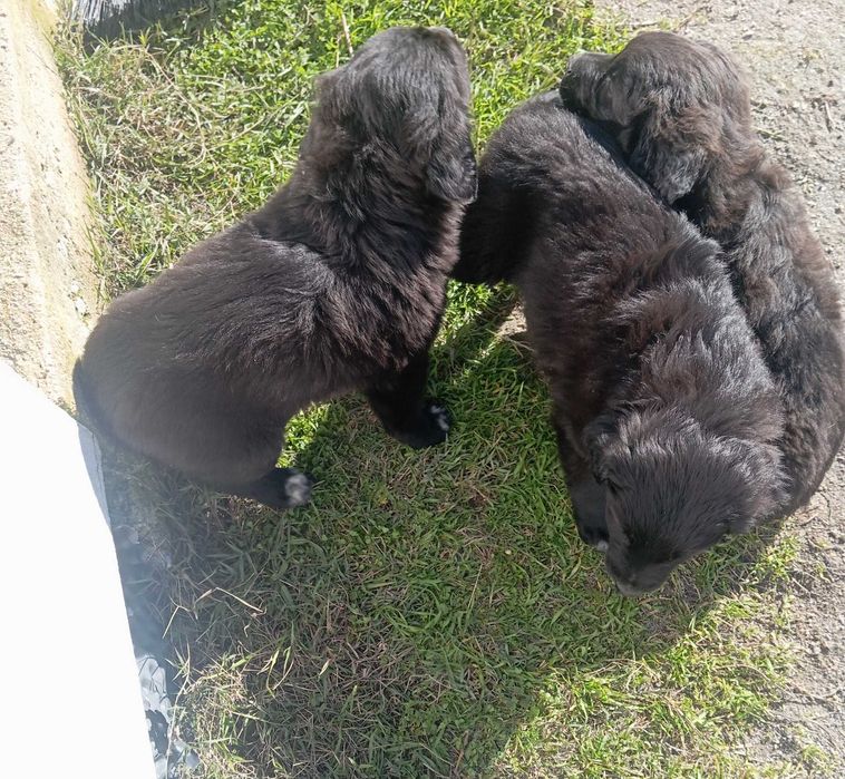 Para adoção responsável