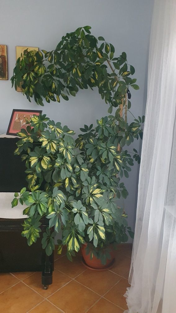 Schefflera drzewkowata doniczkowa 2,25m