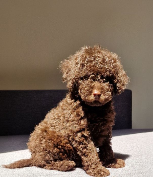 Тойчики пудель шоколадний