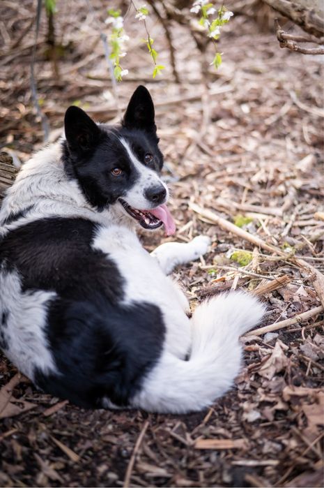 Piękny, mądry pies mieszkanki ras: Siberian Husky i Border Collie.
