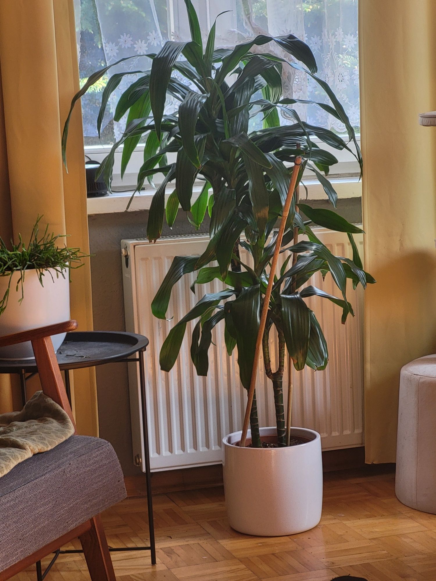 Dracena duża roslina domowa