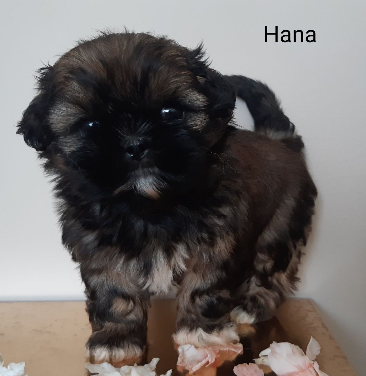 Shih-tzu suczka Hana Green House