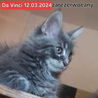 Sprzedam kocurka rasy Maine Coon