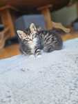 Romeo&Jula kotyyyy