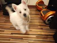 West Highland White Terrier GOTOWY DO ODBIORU