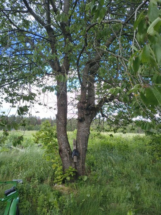 Wiśnia kłoda gruba zdrowa