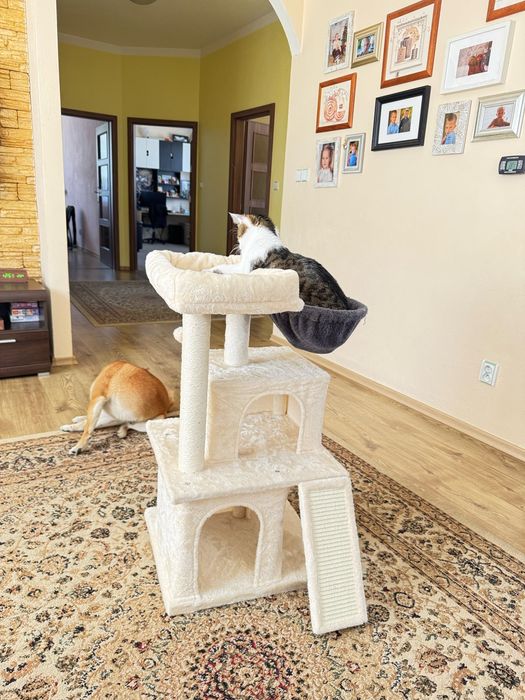 Duży drapak dla kotów domowych, wieża z drapakiem dla kotów rasowych