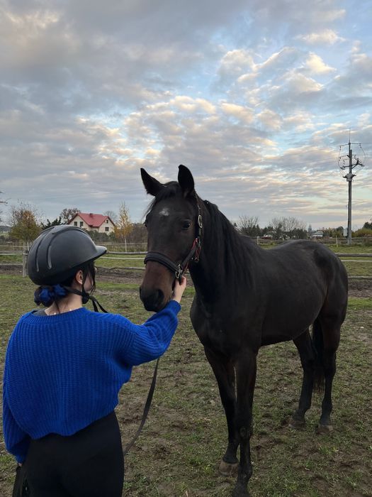 Wałach Wielkopolski 3 latek