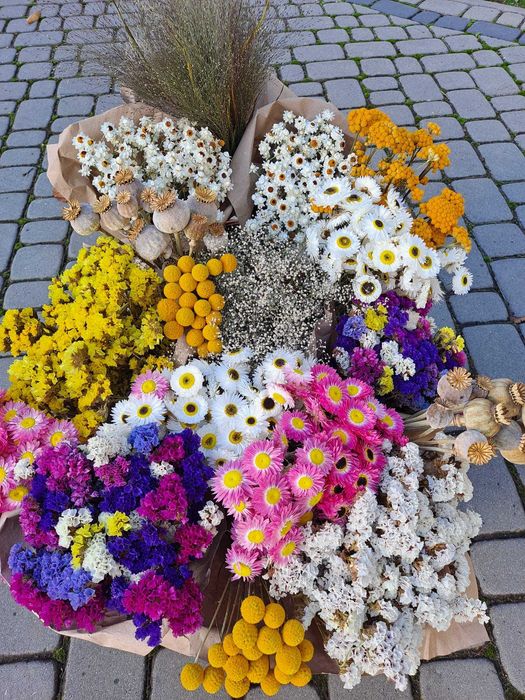 Suche kwiaty i trawy ozdobne, Suchotniki, Suchołuska, Złociszek, Len