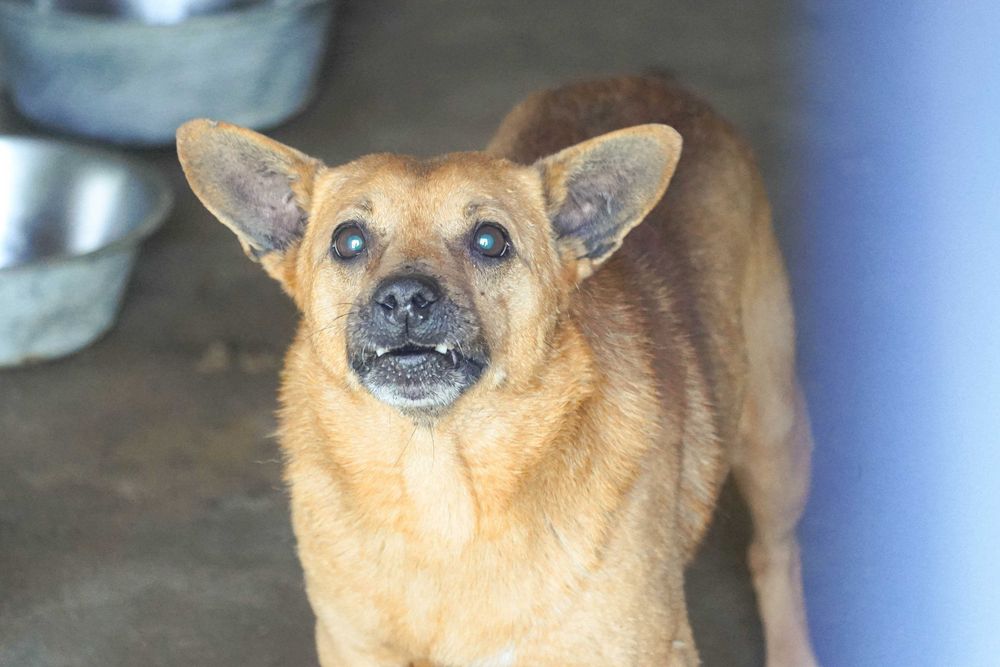 Grot - niewielki, biedny piesek szuka domu