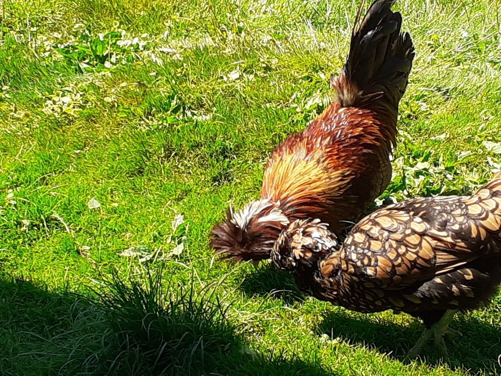 Інкубаційні яйця кури Падуан золотий