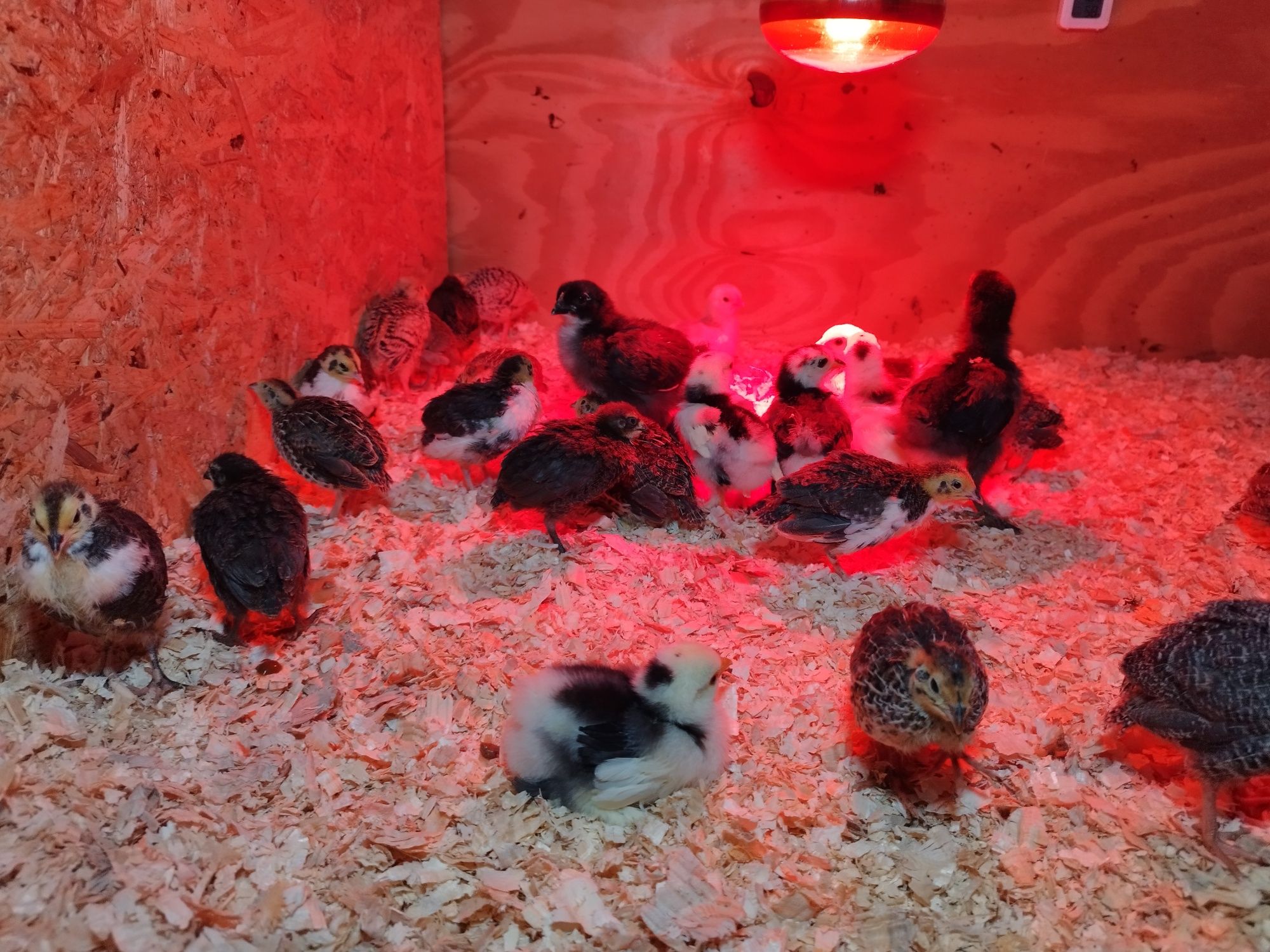 Ovos de codorniz.