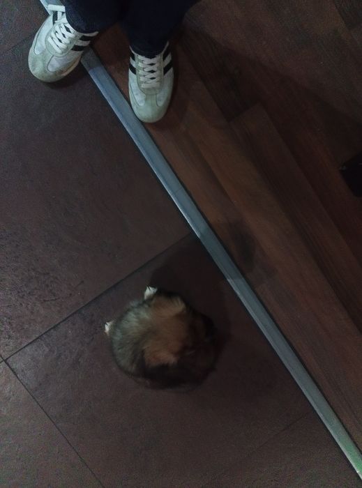 Cão para adopção - cruzado de Border collie