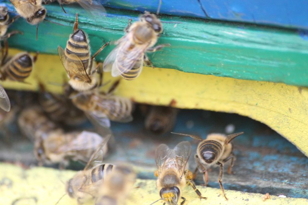 Miód rzepakowy 2025