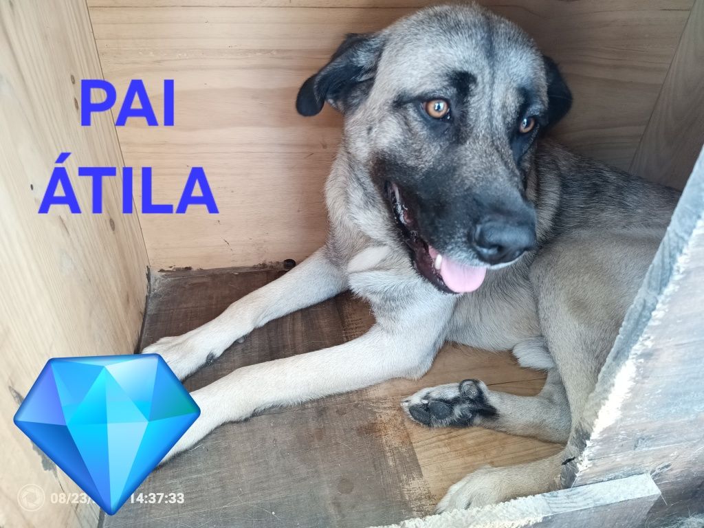 3 cadelinhas para Adoção