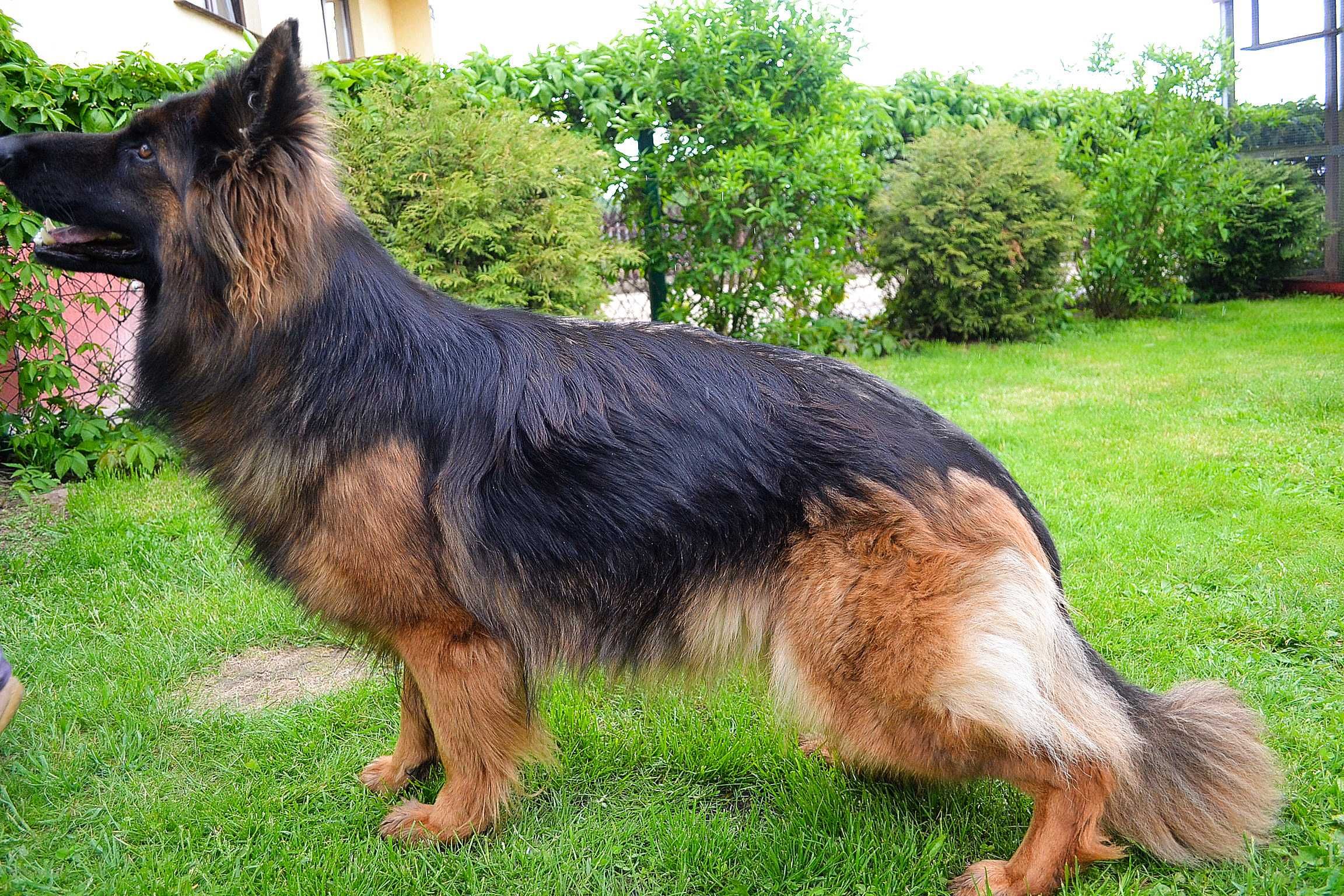 Owczarek Niemiecki Długowłosy grubokościsty pies szczeniak