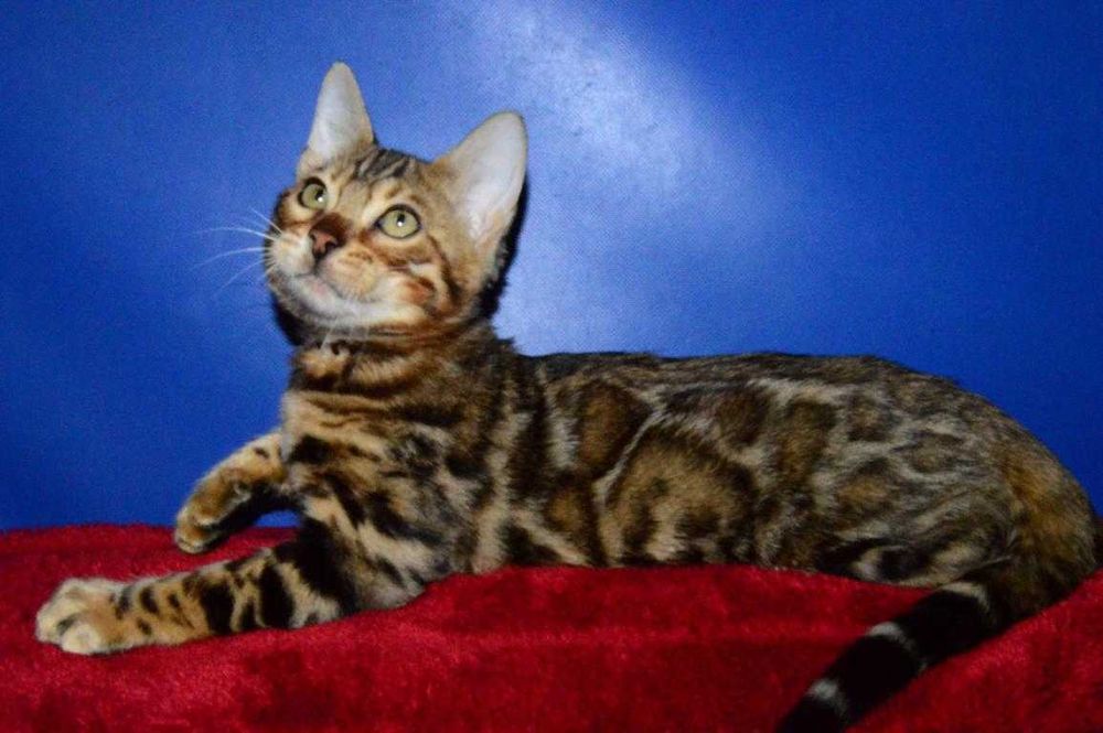 Отличный котенок. Мальчик. Документы. Распродажа.