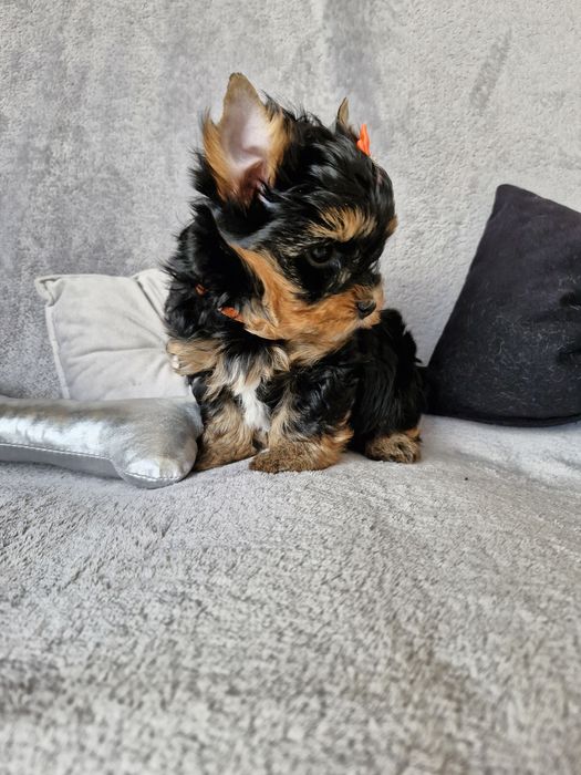 Yorkshire terrier, śliczny piesek bez wad