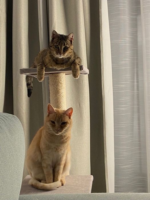 Ruda i Ada skazane na śmierć Żyją szukają domu .Tylko razem .