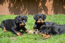 Rottweiler, szczeniak, samiec ZKwP Poznań