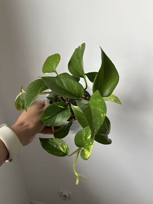 Rosliny epipremnum, sansevieria, syngonium