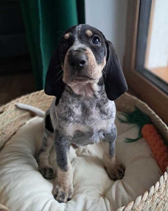 Mały gończy gaskoński FCI - NIE wyżeł, posokowiec