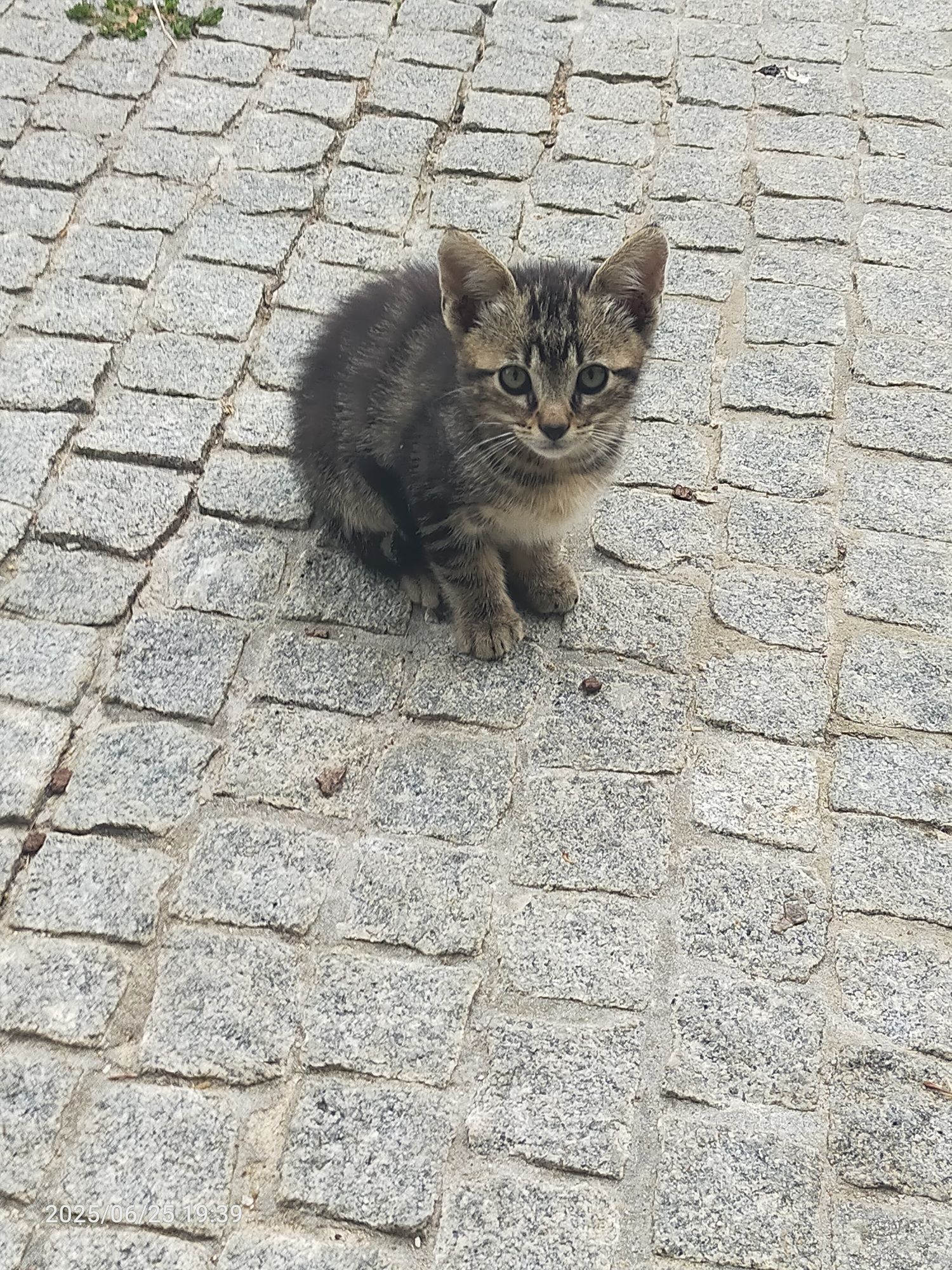 Dois gatinhos para adoção