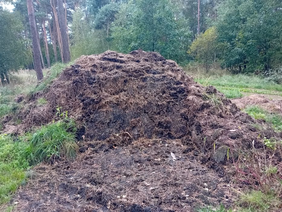 Obornik bydlęcy sprzedam