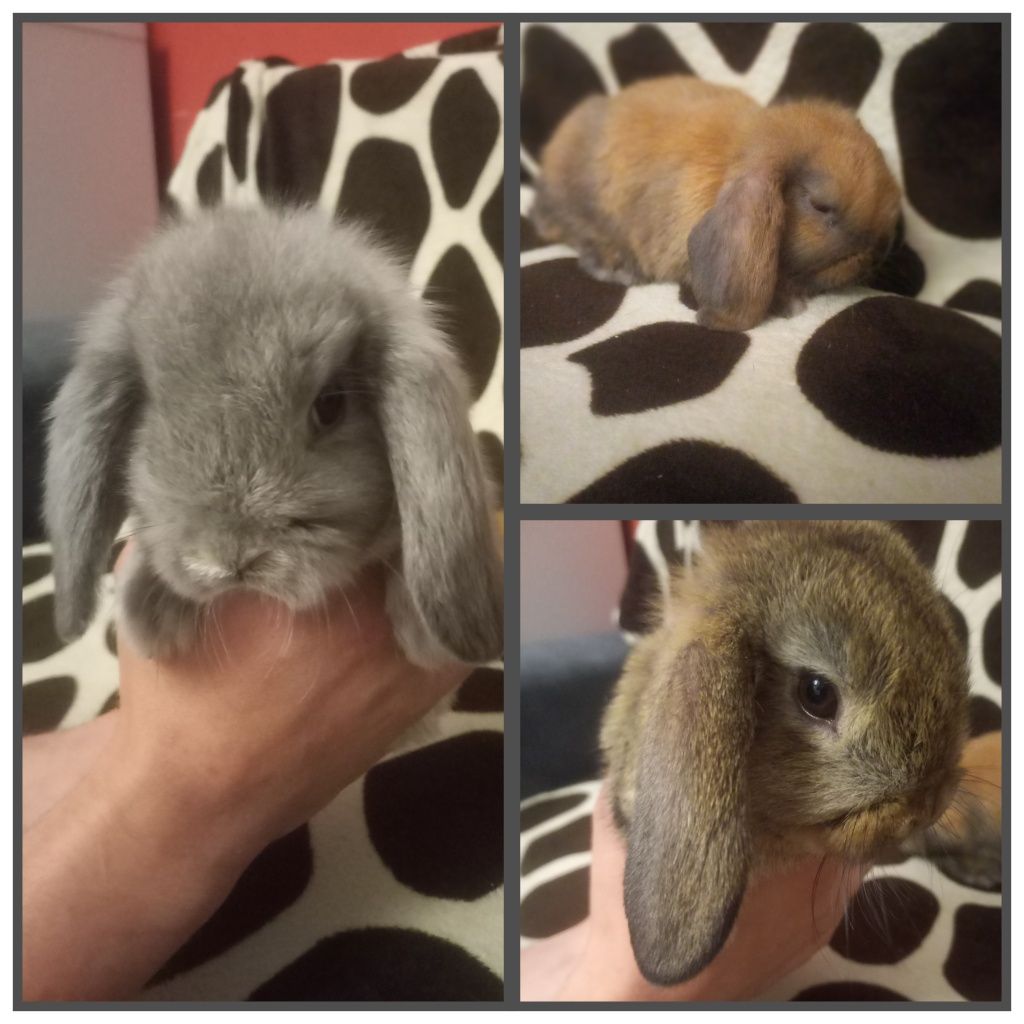 Mini Lop króliczki