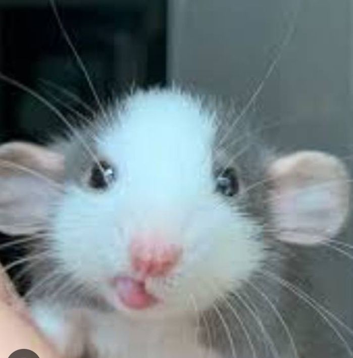 Продам крысят породы Дамбо