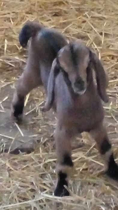 100 % ан козенята