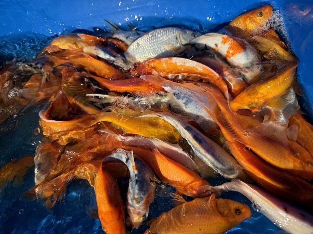 Karp Koi Narybek Karpia Koi Japoński
