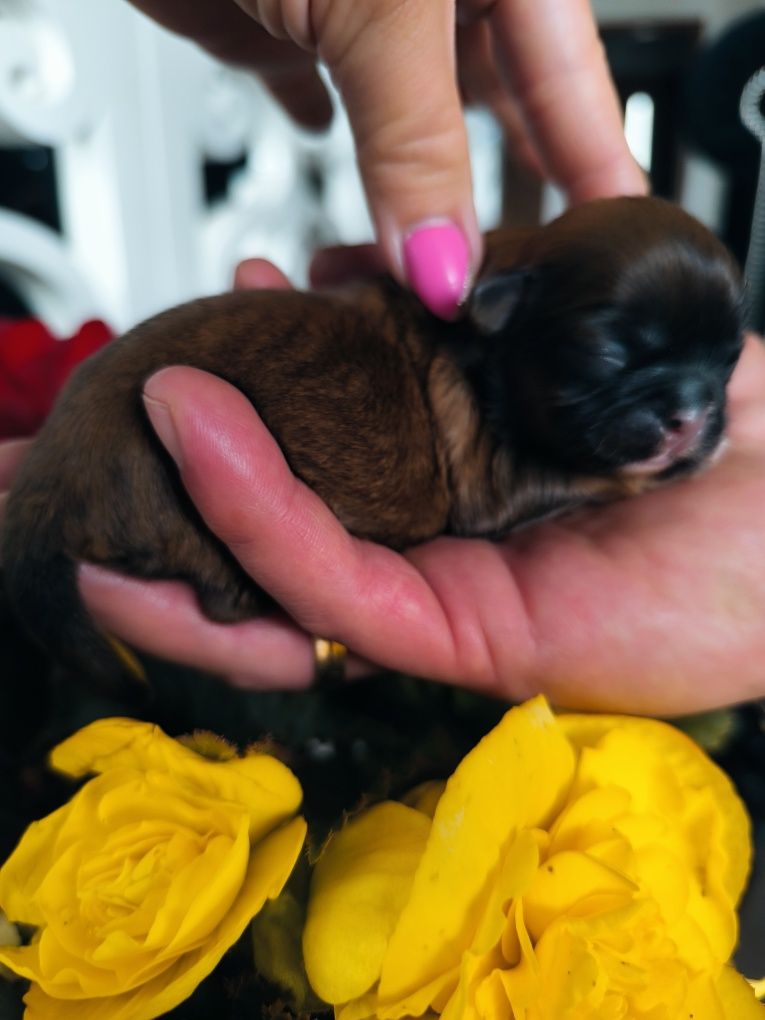 Suczka shih tzu brązowa z czarną maską odbiór po wakacjach